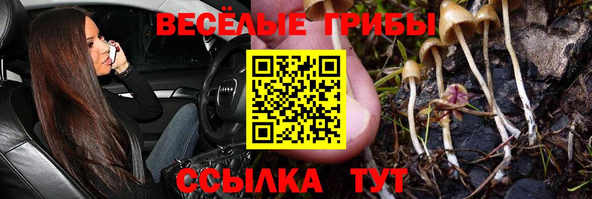 Галлюциногенные грибы Psilocybine cubensis Дивногорск